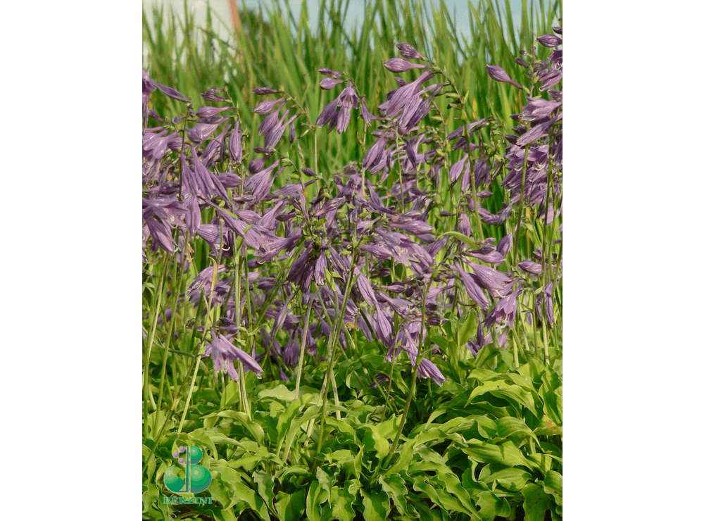 Latvijas stādi - Hosta minor - mazā hosta